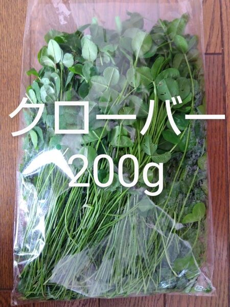シロツメクサ(クローバー) 約200g 新鮮 農薬不使用