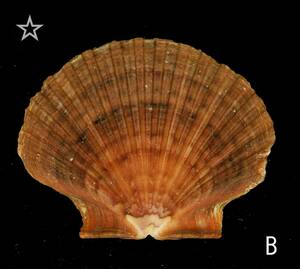 ☆☆☆ B 貝 貝殻 メキシコイタヤ MEXICAN FLAT SCALLOP 片側 1枚 7.6cm位 クラフト リース ハンドメイド パーツ 素材 工作