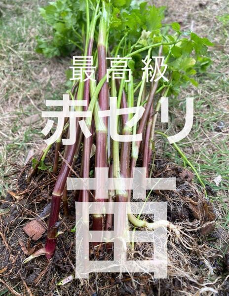 販売再開 山菜のキング!12苗!貴重な赤セリ 2年生苗 今が植えどき!