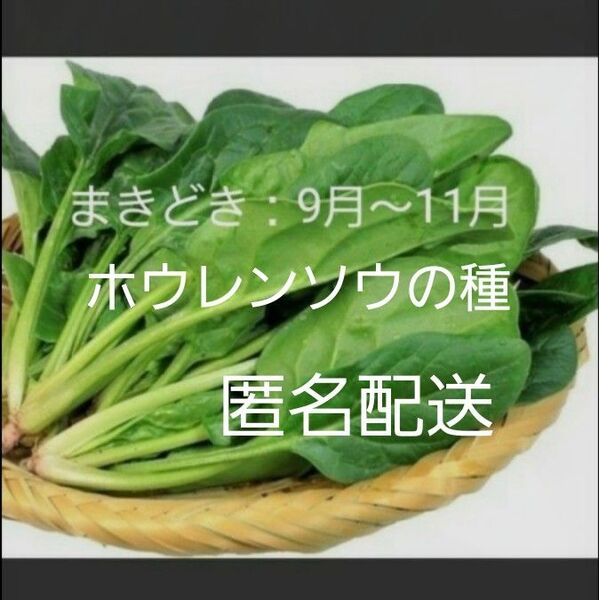 無農薬!ホウレンソウの種 50粒