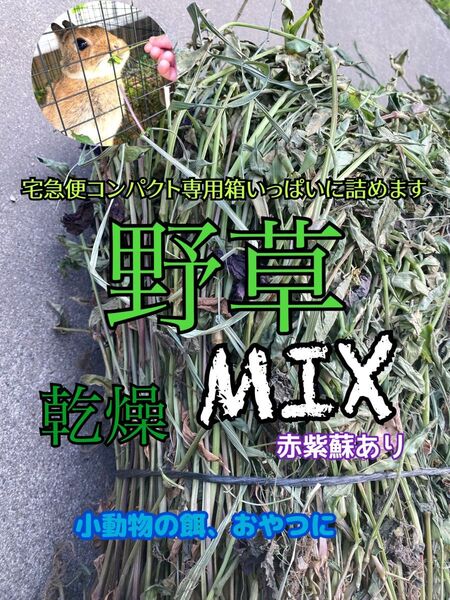 天然 無農薬 野草 乾燥 ミックス 宅急便コンパクト専用箱いっぱいに詰めます 牧草