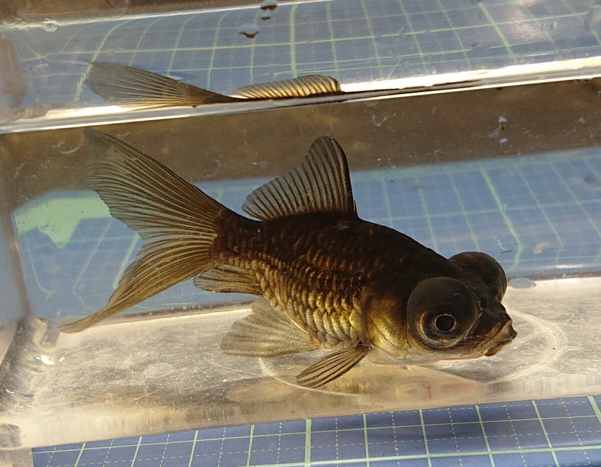 Yahoo!オークション -「鏡鱗」(金魚) (魚類、水生生物)の落札