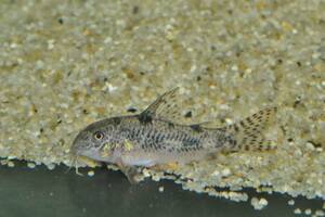 ★ Специальная цена Corydoras Carlae ★