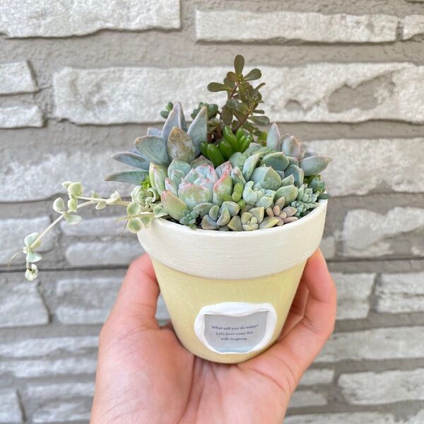 多肉植物寄せ植え オリジナル鉢