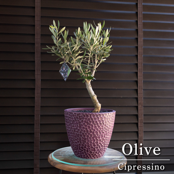 創樹 Olive オリーブの木 幹太 パープル樹脂鉢 SOUJU Cipressino シプレッシーノ オリーブ 盆栽 1005PU