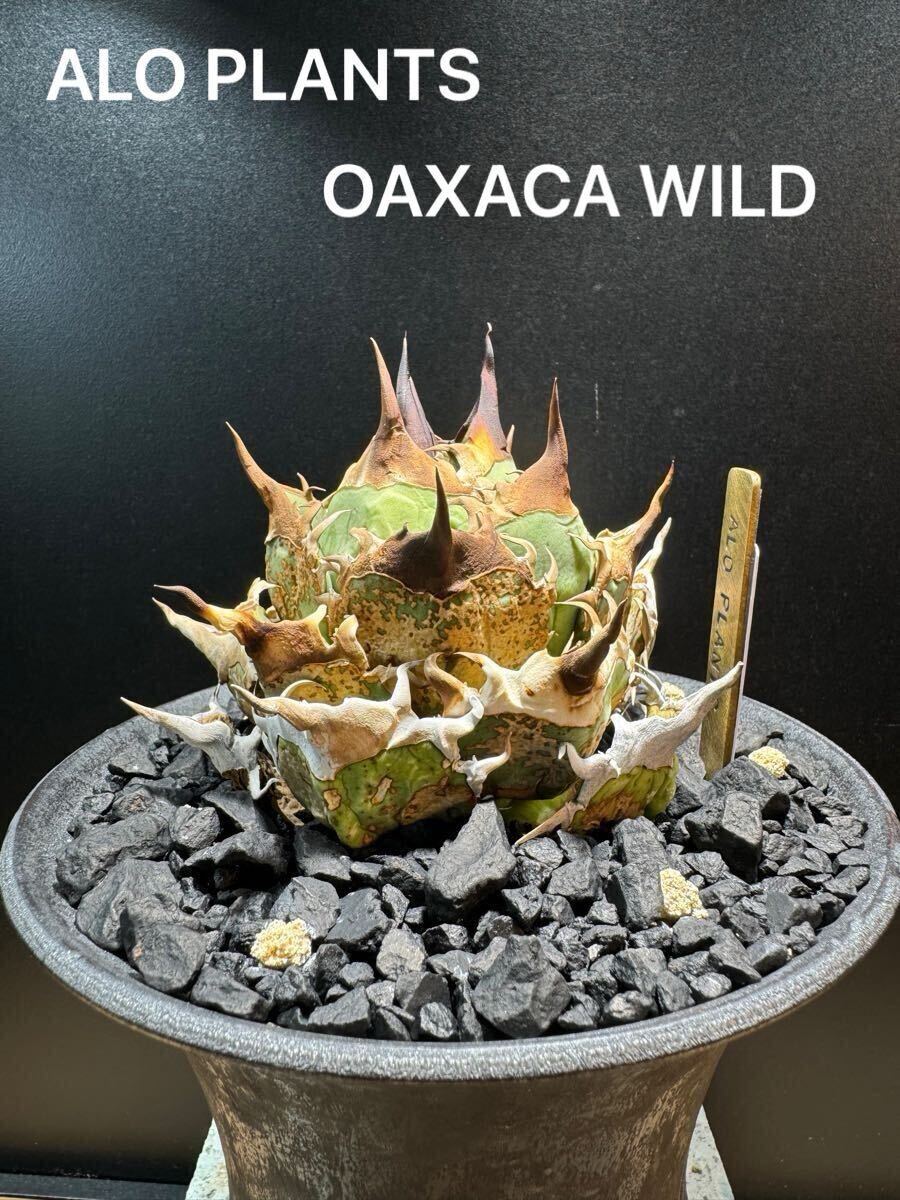 Yahoo!オークション -「アガベ オテロイ オアハカ 現地球」の Yahoo!オークション -「アガベ オテロイ オアハカ 現地球」の