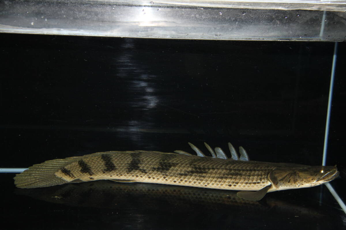 2025年最新】Yahoo!オークション -#コンギクス(淡水魚)の中古品