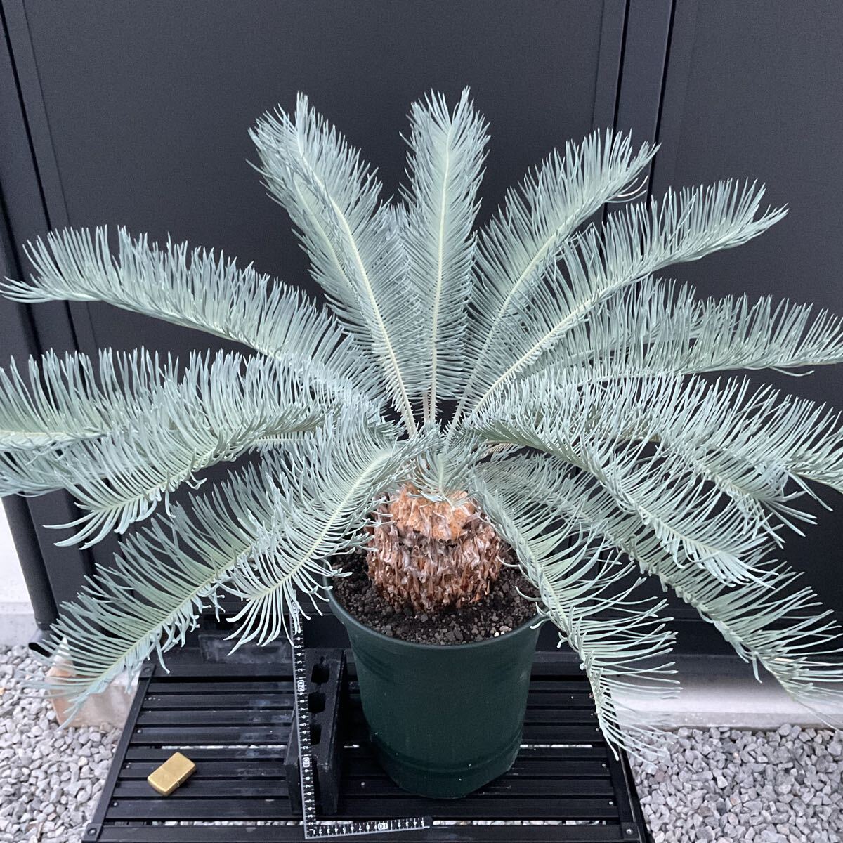 サイカス デソラタ(Cycas desolata)レア ソテツ種子|その他 サイカス デソラタ(Cycas desolata)レア ソテツ種子|その他