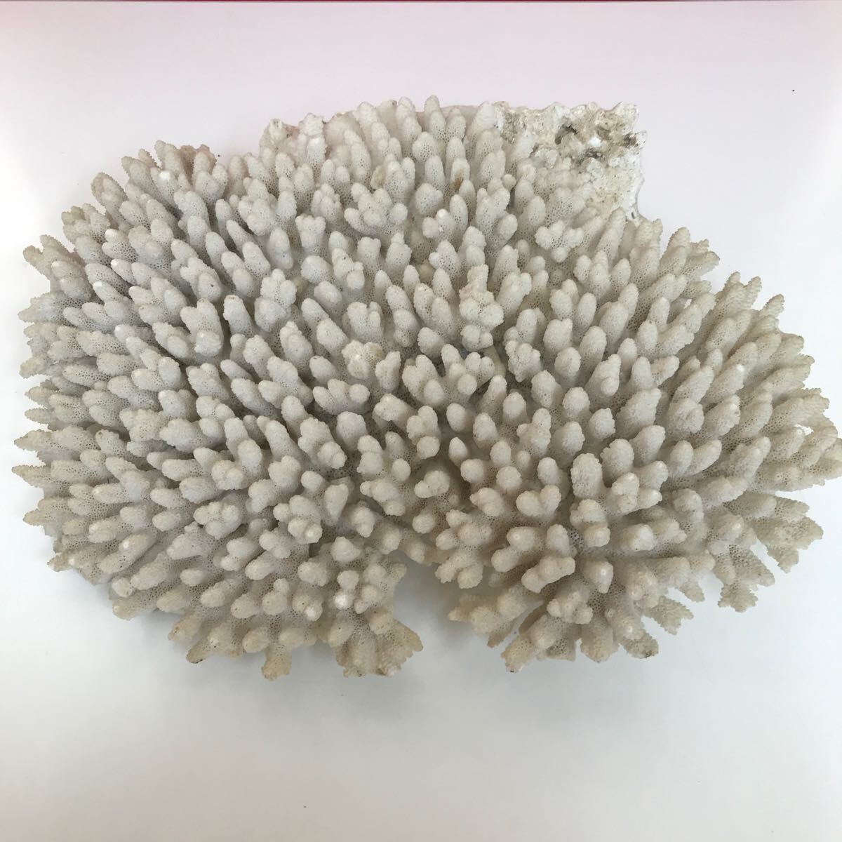 Yahoo!オークション -「珊瑚 置物 白」(魚、水草) (ペット用品 Yahoo!オークション -「珊瑚 置物 白」(魚、水草) (ペット用品