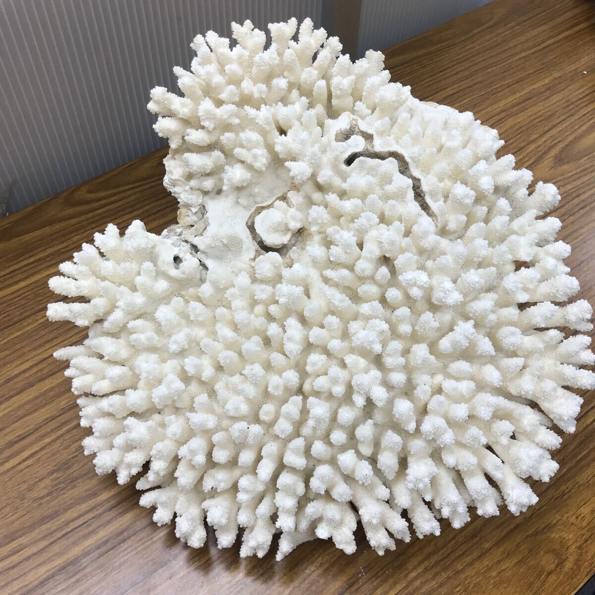 Yahoo!オークション -「珊瑚 置物 白」(魚、水草) (ペット用品 Yahoo!オークション -「珊瑚 置物 白」(魚、水草) (ペット用品