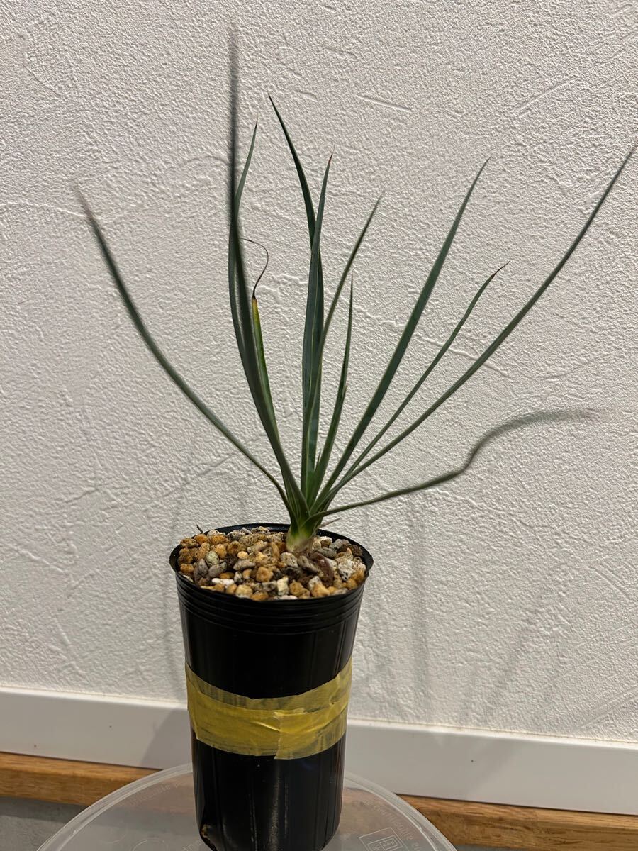 Yahoo!オークション -「ダシリリオン」(ユッカ) (観葉植物)の Yahoo!オークション -「ダシリリオン」(ユッカ) (観葉植物)の