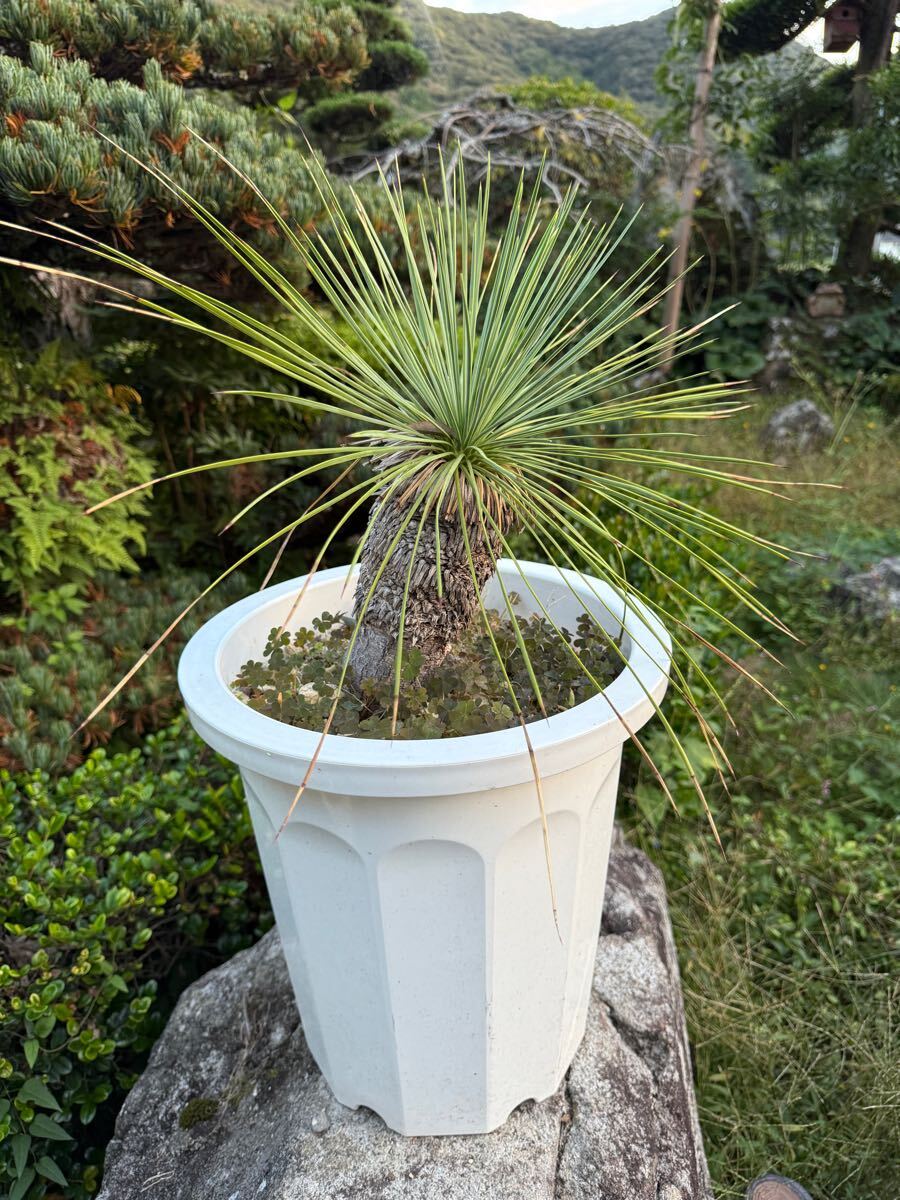Yahoo!オークション -「ユッカ リネアリフォリア」(観葉植物) の Yahoo!オークション -「ユッカ リネアリフォリア」(観葉植物) の