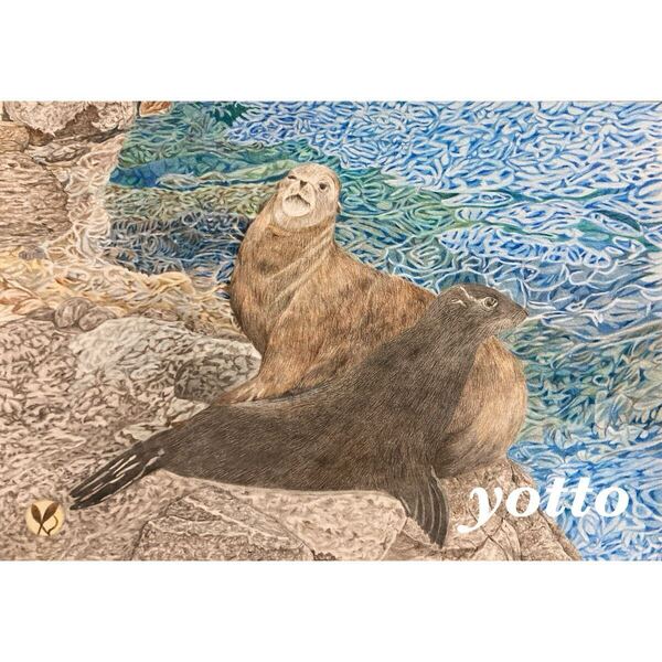 色鉛筆画「 アシカ 〜 sea lion 〜 」A4・額付き◇◆手描き◇原画◆アシカ◇◆yotto■50%OFF