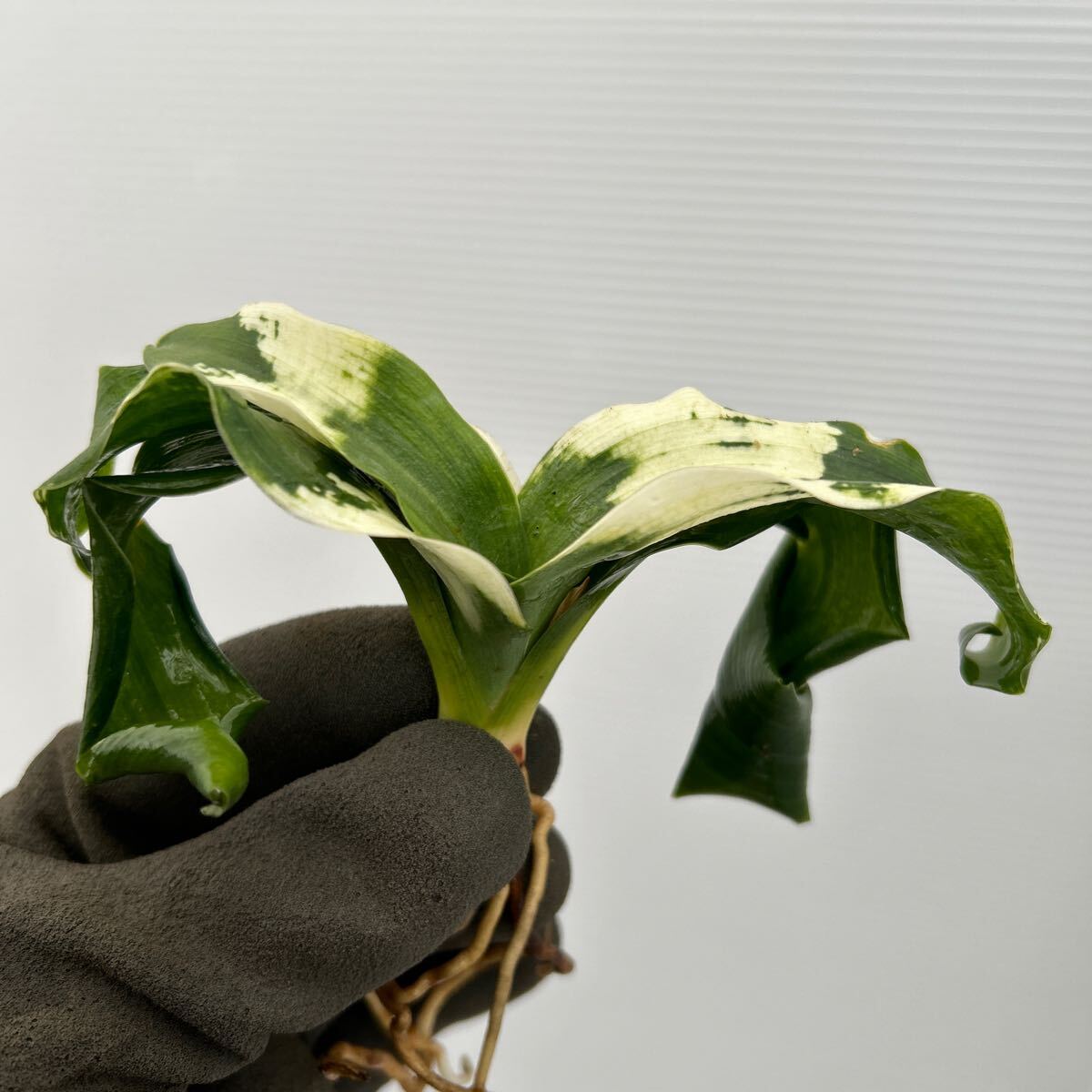 Yahoo!オークション -「万年青 獅子」(観葉植物) の落札相場 Yahoo!オークション -「万年青 獅子」(観葉植物) の落札相場
