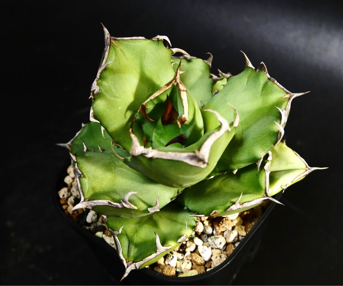 Yahoo!オークション -「cancer」(アガベ) (観葉植物)の落札相場 Yahoo!オークション -「cancer」(アガベ) (観葉植物)の落札相場