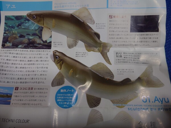 匿名配送★送料無料【 アユ 】 ★ネイチャーテクニカラー日本の清流 増補特装版★CLEAR STREAMS IN JAPAN★いきもん★NTC★新品★鮎