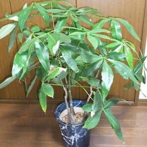 【壮健/7年物/訳あり 4本 鉢植え】そこそこ大型7号鉢の実生パキラ4本 葉先まで約70センチ高