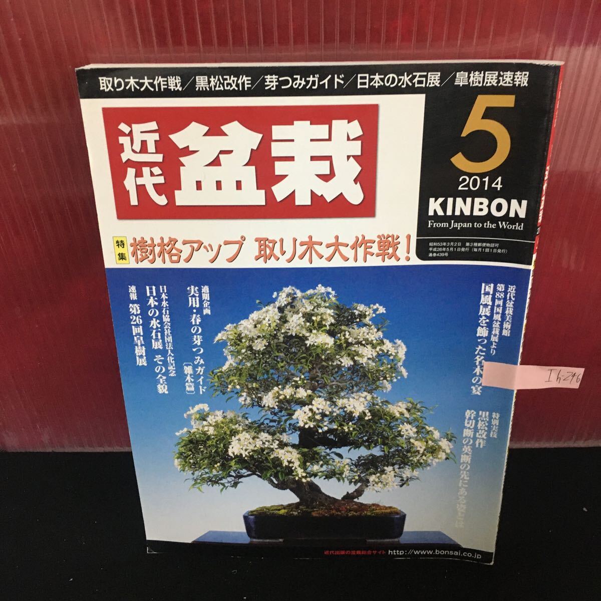 2025年最新】Yahoo!オークション -国風盆栽展の中古品・新品・未 2025年最新】Yahoo!オークション -国風盆栽展の中古品・新品・未