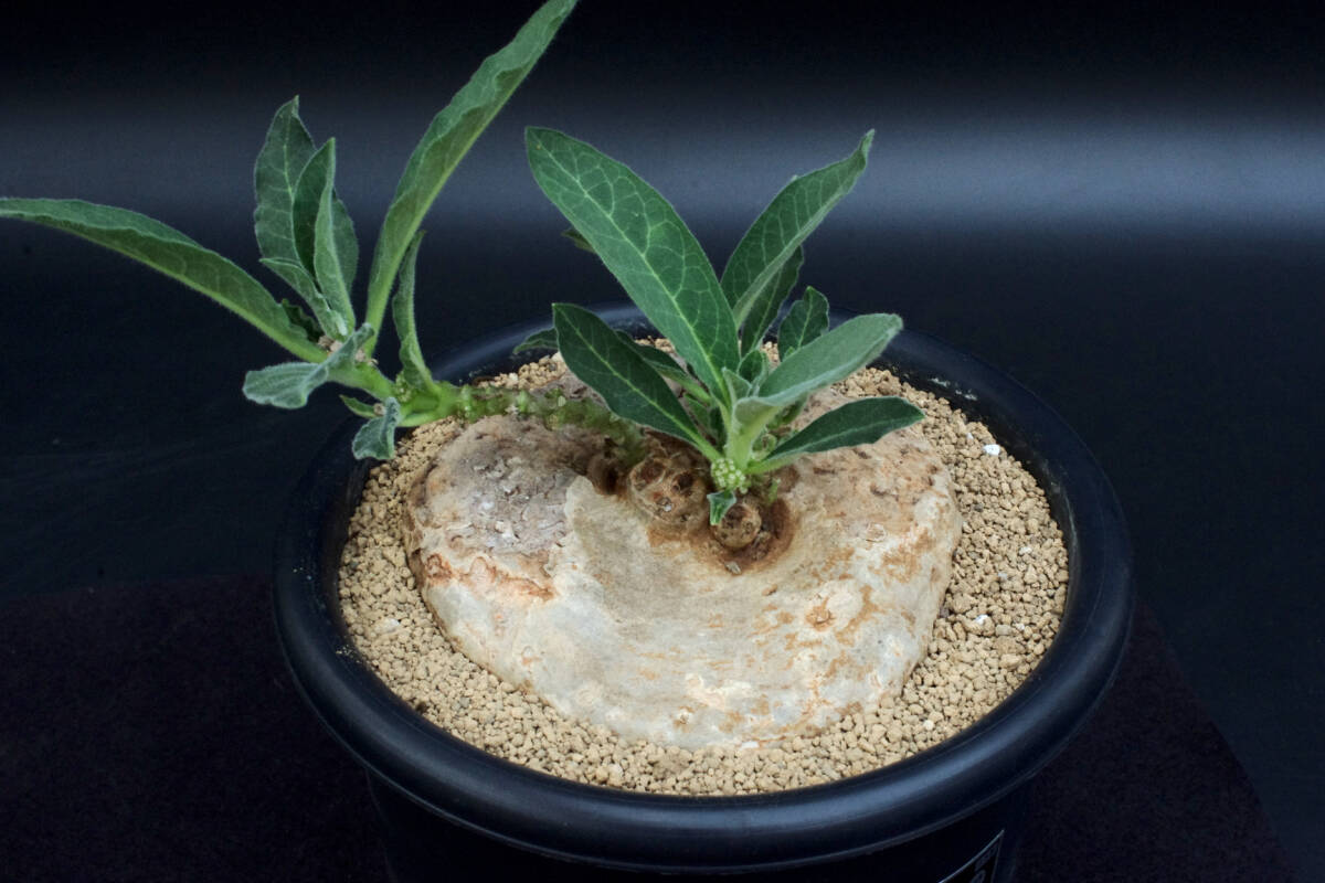 Yahoo!オークション -「ブラキステルマ」(サボテン) (観葉植物