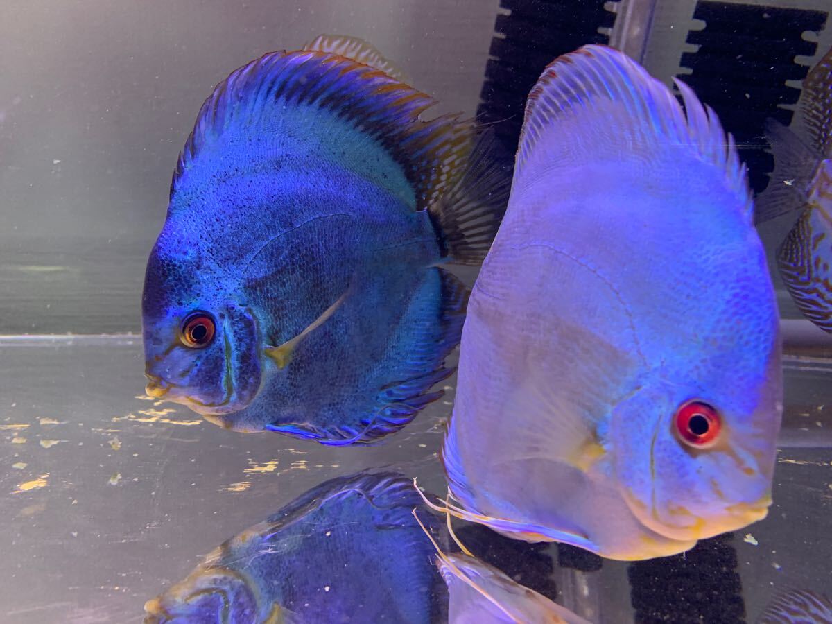 Yahoo!オークション -「ディスカス ペア」(淡水魚) (熱帯魚)の落札相場・落札価格 Yahoo!オークション -「ディスカス ペア」(淡水魚) (熱帯魚)の落札相場・落札価格