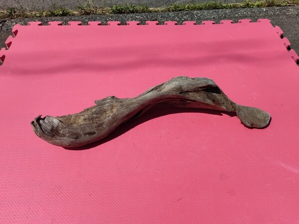 北海道の流木(海で採取)64cm アクアリウム穴開き 水槽 インテリア テラリウム 爬虫類 オブジェ