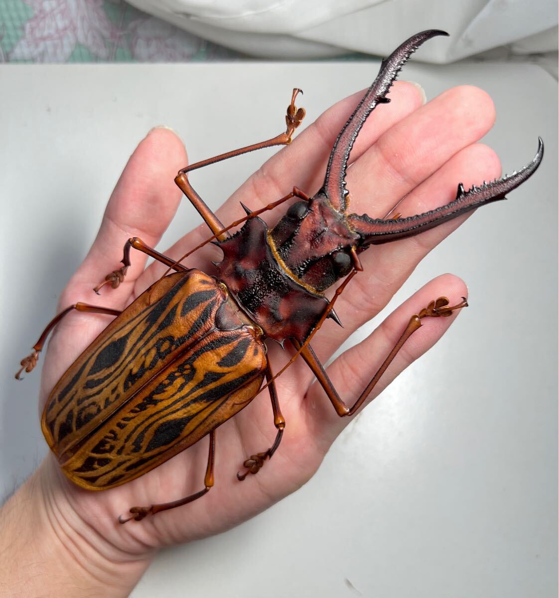 Yahoo!オークション -「カミキリ」(ペット、生き物) の落札相場 Yahoo!オークション -「カミキリ」(ペット、生き物) の落札相場