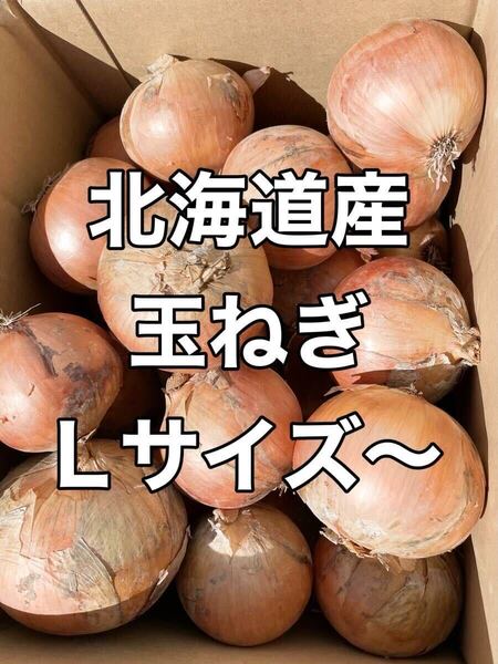 20キロ★★採れたて★北海道産 玉ねぎ 20kg 2024 新たまねぎ 農家直送 玉葱