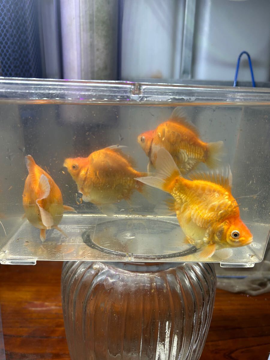 Yahoo!オークション -「鏡鱗」(金魚) (魚類、水生生物)の落札