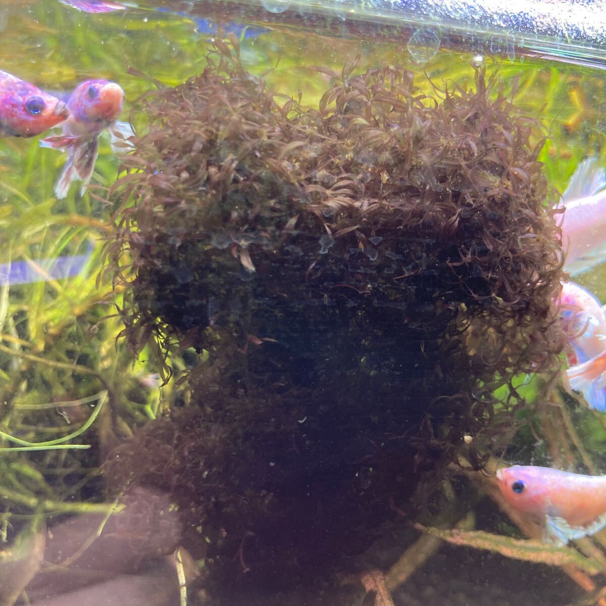 Yahoo!オークション -「ダークレッドモス」(魚、水草) (ペット