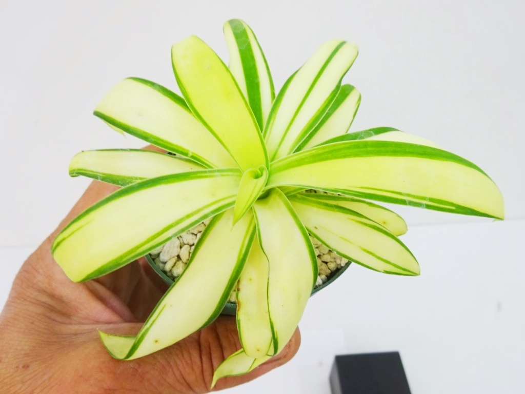 Yahoo!オークション -「アガベ アテナータ」(その他) (観葉植物