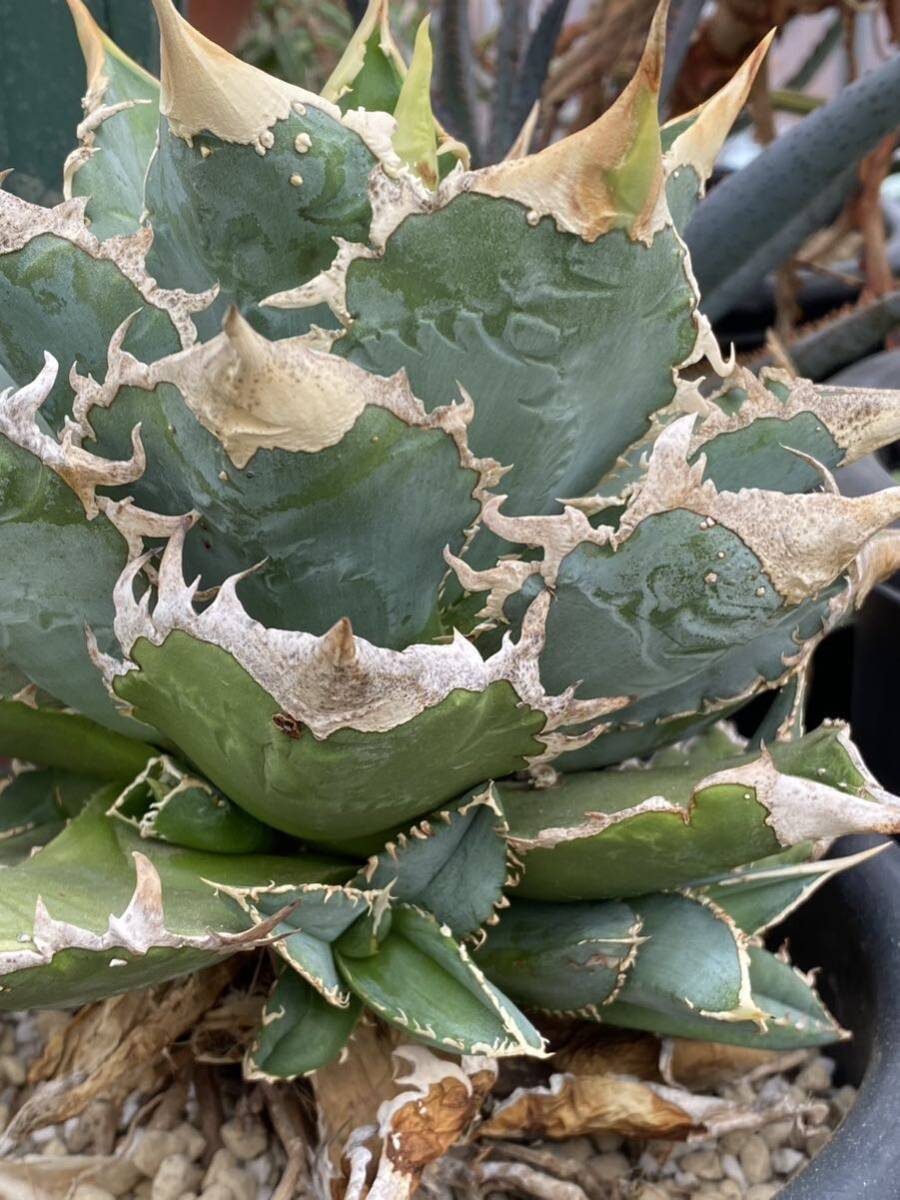 Yahoo!オークション -「thorn」(アガベ) (観葉植物)の落札相場 Yahoo!オークション -「thorn」(アガベ) (観葉植物)の落札相場