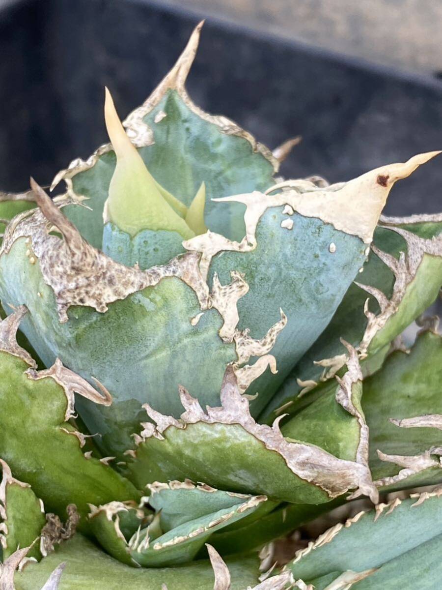 Yahoo!オークション -「thorn」(アガベ) (観葉植物)の落札相場 Yahoo!オークション -「thorn」(アガベ) (観葉植物)の落札相場