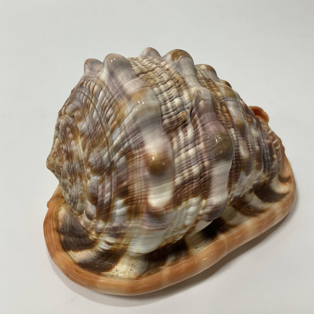 訳あり商品 トウカンムリ科マンボウ貝 昆虫用品 - 標本用品