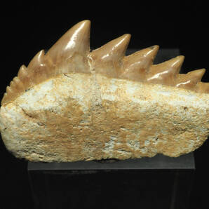 レア種!サメの歯【Notidanodon loozi】【38mm】【3.7g】モロッコ王国産/化石/ノチダノドン/恐竜/魚/カグラザメ