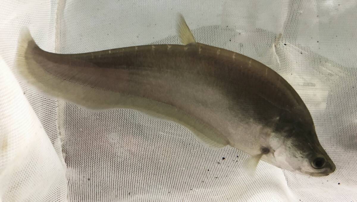 Yahoo!オークション -「ナイフ」(熱帯魚) (魚類、水生生物)の