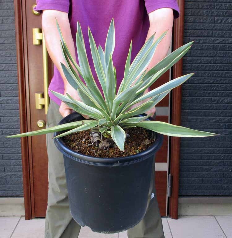 Yahoo!オークション -「キミガヨラン」(ユッカ) (観葉植物)の Yahoo!オークション -「キミガヨラン」(ユッカ) (観葉植物)の