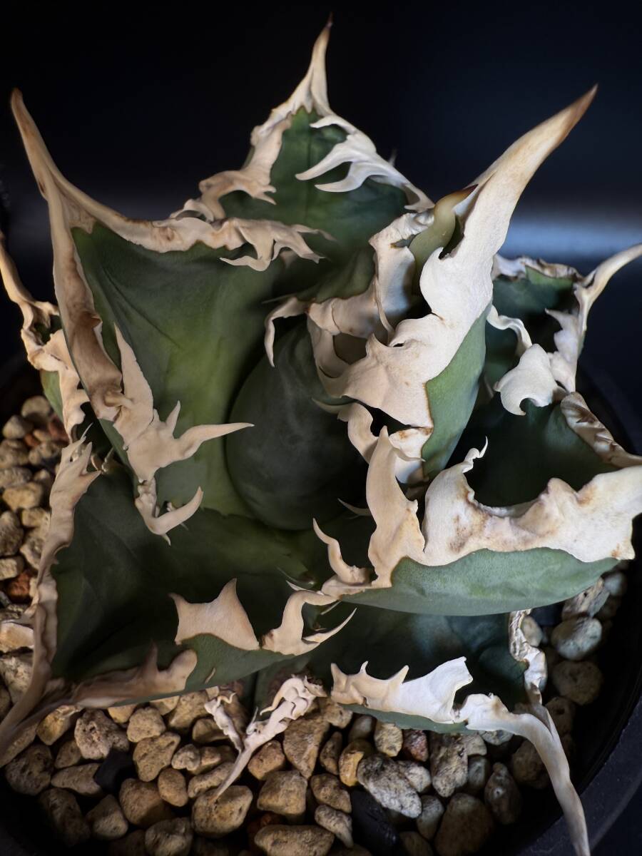 Yahoo!オークション -「ゴジラ」(アガベ) (観葉植物)の落札相場 Yahoo!オークション -「ゴジラ」(アガベ) (観葉植物)の落札相場