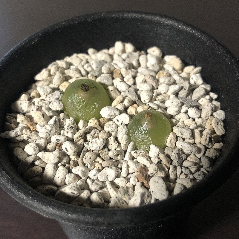 Yahoo!オークション -「コノフィツム hammeri」(観葉植物) の