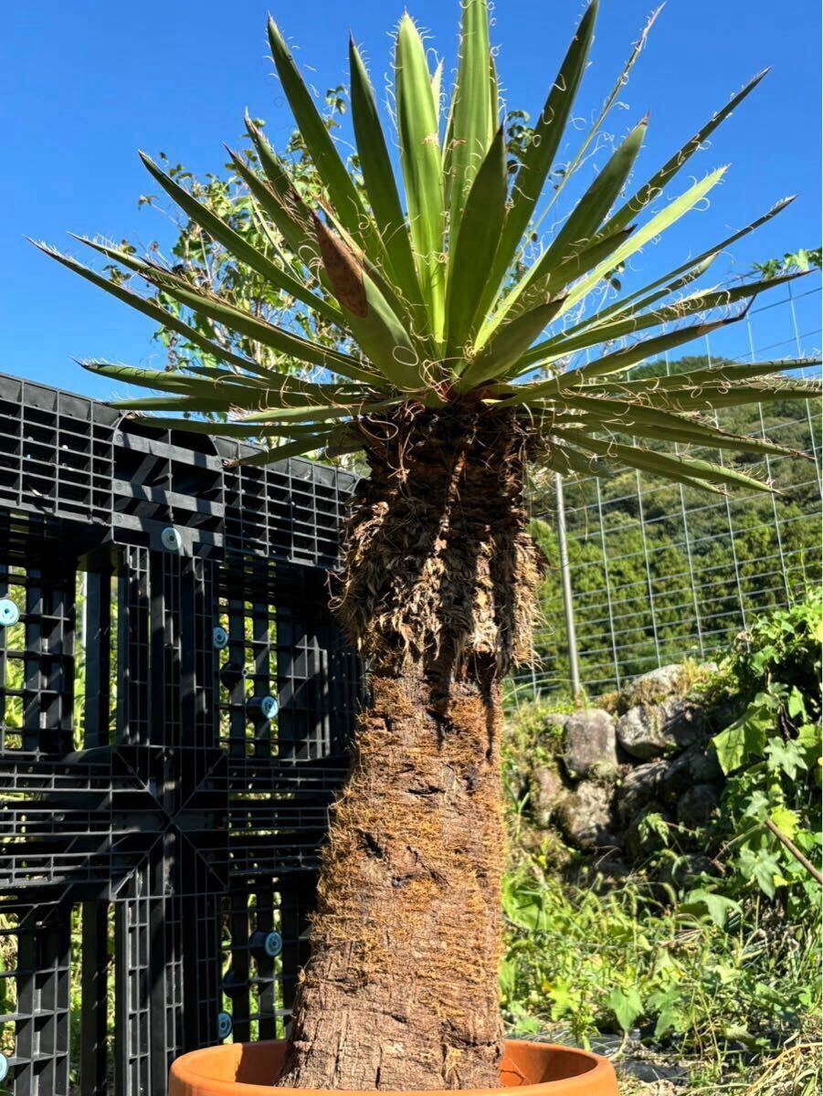 Yahoo!オークション -「ユッカ カルネロサーナ」(観葉植物) の