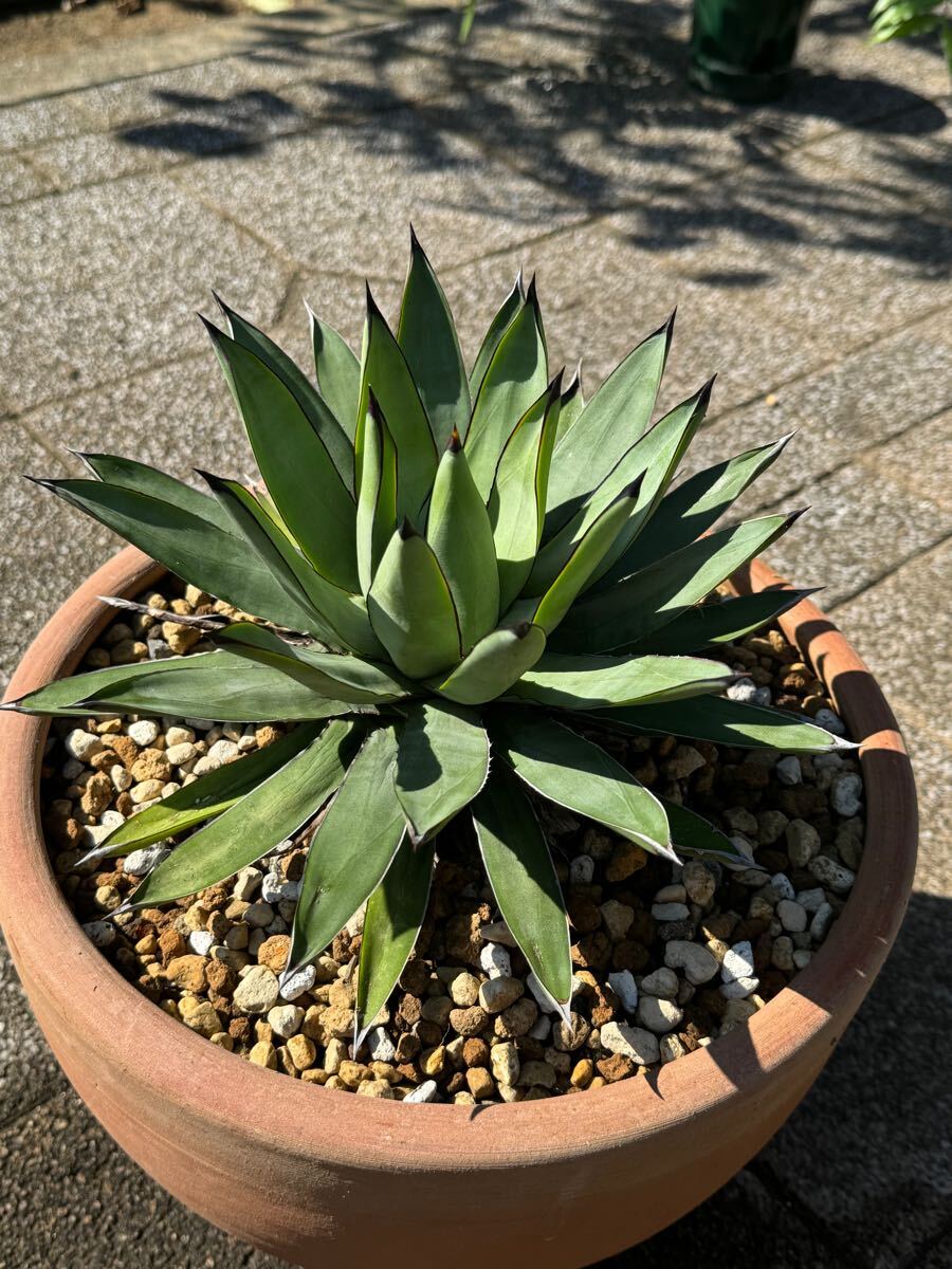 Yahoo!オークション -「エンペラー」(アガベ) (観葉植物)の落札 Yahoo!オークション -「エンペラー」(アガベ) (観葉植物)の落札