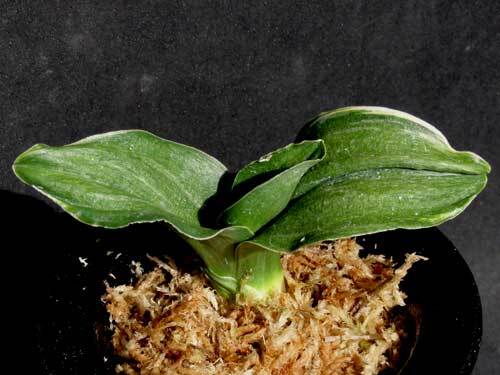 Yahoo!オークション -「万年青 獅子」(観葉植物) の落札相場
