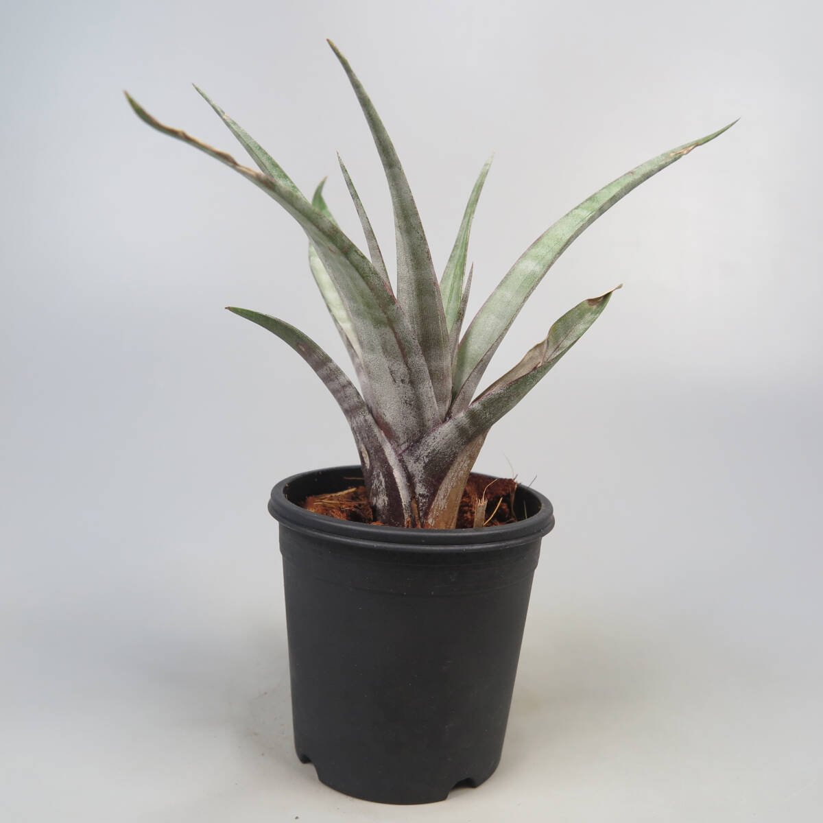 最大の割引 Yahoo!オークション -「tillandsia hildae」の落札相場・落札価格 ブロメリア・エアープランツ
