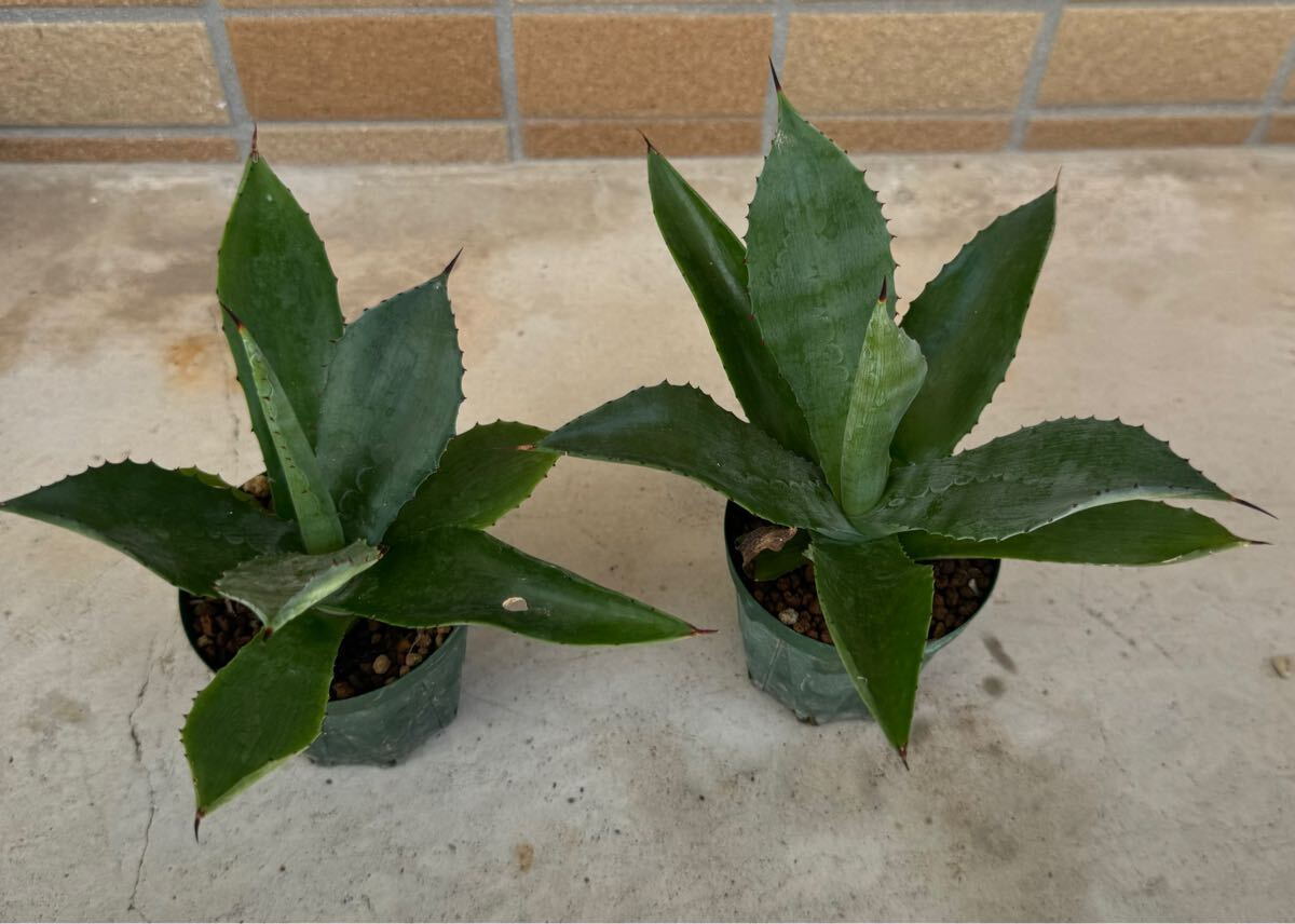 Yahoo!オークション -「セルシー」(アガベ) (観葉植物)の落札 Yahoo!オークション -「セルシー」(アガベ) (観葉植物)の落札