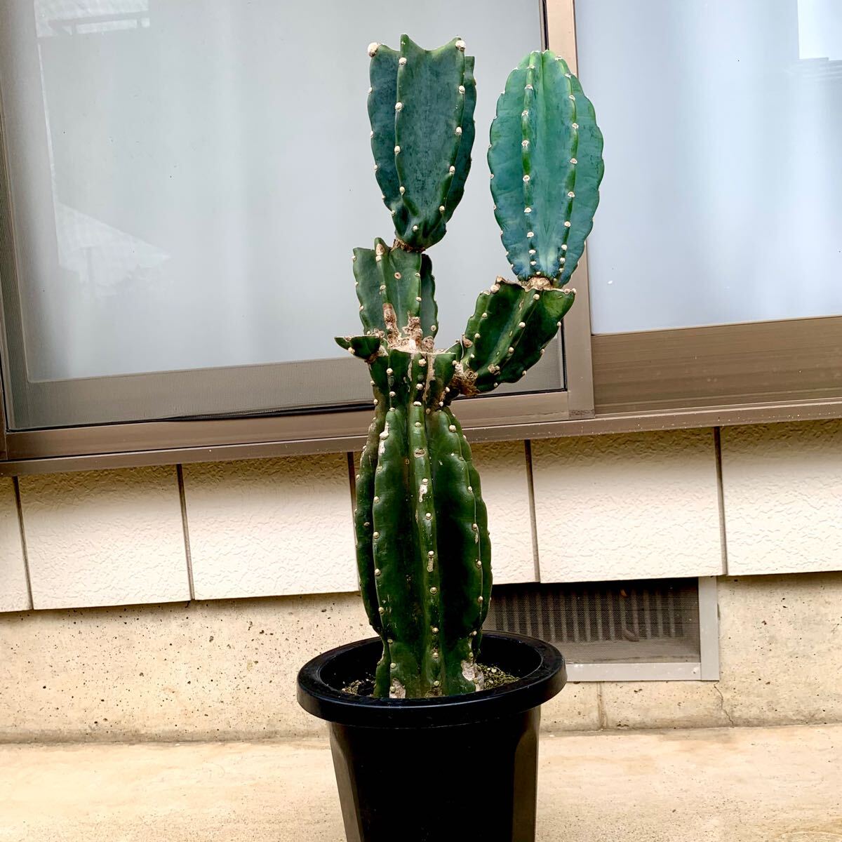 Yahoo!オークション -「柱サボテン ブランチ」(観葉植物) の落札 Yahoo!オークション -「柱サボテン ブランチ」(観葉植物) の落札