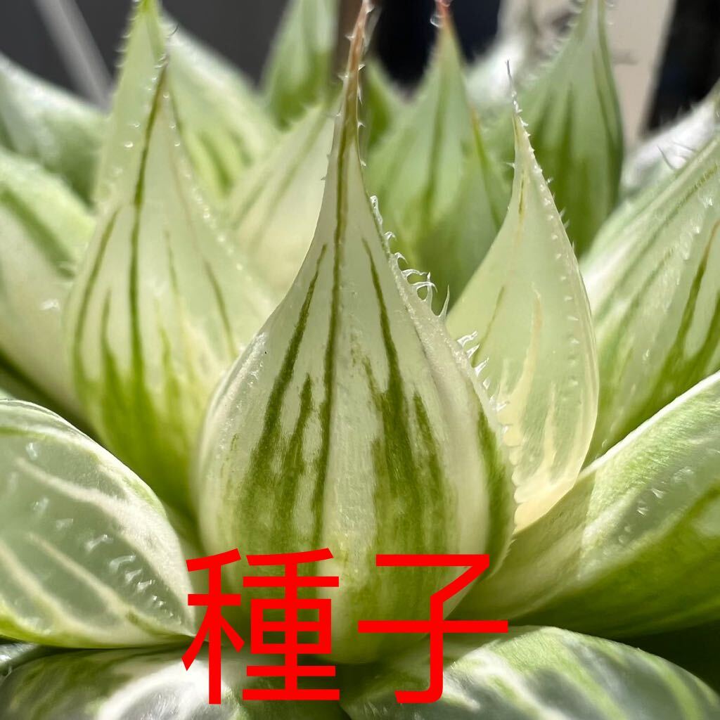 オブツーサ錦 混合種子 令和7年産 注文よろしくお願いします^ ^ 多肉植物 ハオルチア 令和7年4-6月採る オブツーサ錦 混合交配種子 100