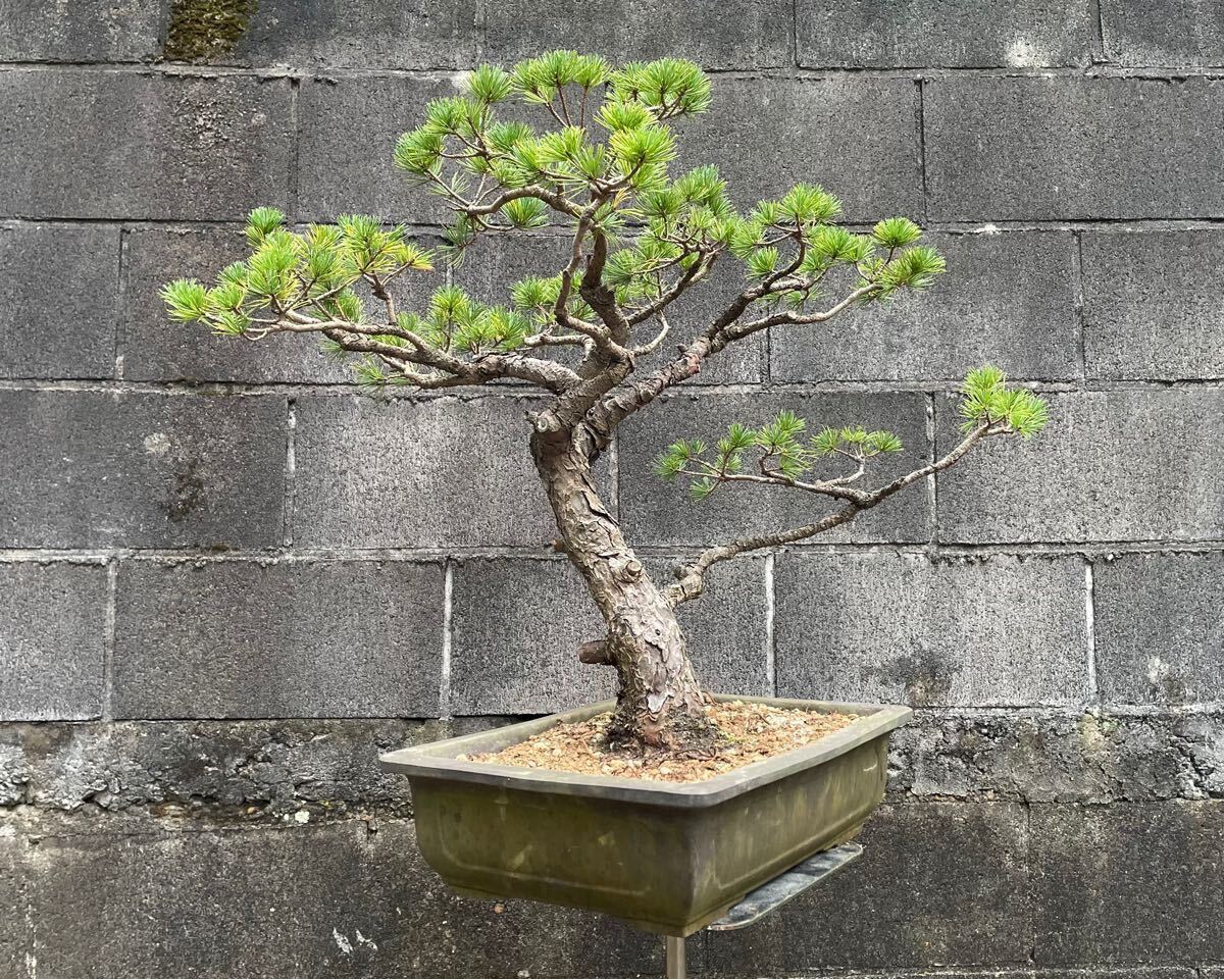 Yahoo!オークション -「五葉松 盆栽」(花、園芸) (住まい Yahoo!オークション -「五葉松 盆栽」(花、園芸) (住まい
