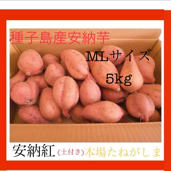 安納芋種子島産農家直送MLサイズ5kg さつまいも焼き芋にスウィートに紅はるかより希少#5