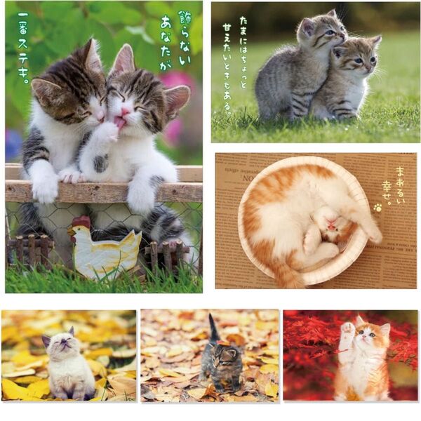★猫 ポストカード 6枚セット (バラ売り可)