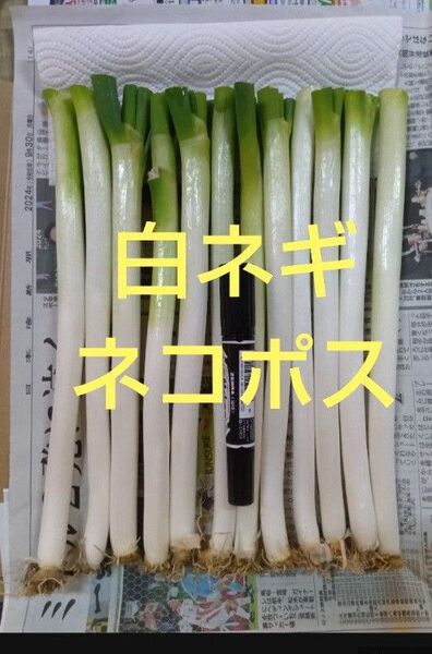 鳥取県産 白ネギ ネコポス 長ネギ