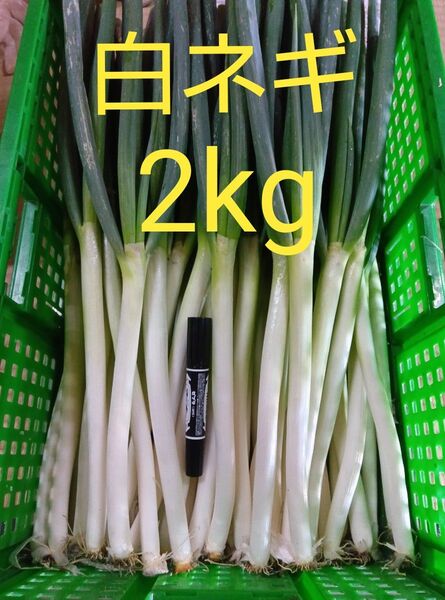 鳥取県産 白ネギ 2kg 長ネギ